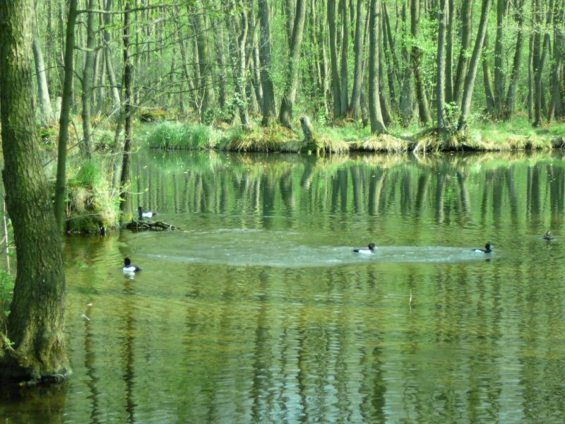 Niebieskie Źródła - Tomaszów Mazowiecki